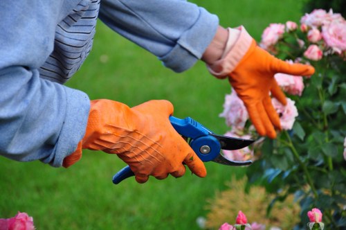 Tree removal service for a residential Fitzrovia garden