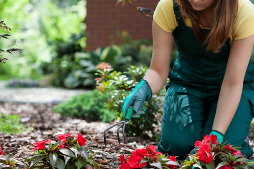 Careful tree maintenance for a residential or commercial property in Fitzrovia